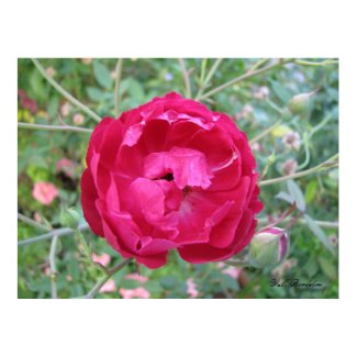 Louis Phillipe Rose print