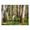 Louisiana Bird in Swamp posters