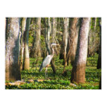 Louisiana Bird in Swamp