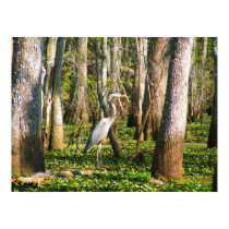 Louisiana Bird in Swamp posters by loudenbur Louisiana Bird in Swamp posters