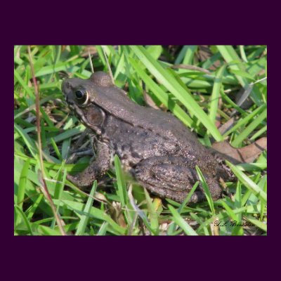 Louisiana Bullfrog Poster by naturegirl7
