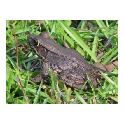 Louisiana Bullfrog print