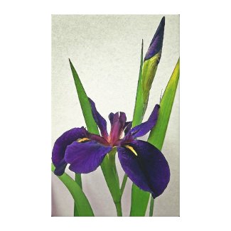 Louisiana Iris Canvas Print