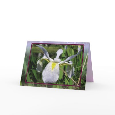 Louisiana Iris Card by naturegirl7