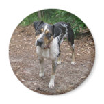 Louisiana Leopard Dog