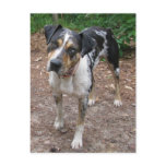 Louisiana Leopard Dog