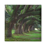 LOUISIANA LIVE OAK TREES