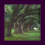 LOUISIANA LIVE OAK TREES