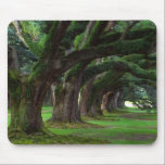 LOUISIANA LIVE OAK TREES