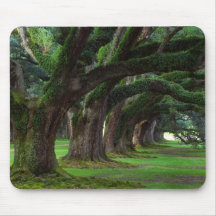 LOUISIANA LIVE OAK TREES MOUSEPADS