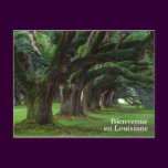 LOUISIANA LIVE OAK TREES