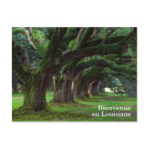 LOUISIANA LIVE OAK TREES postcards by PerGis_NOSaints LOUISIANA LIVE OAK TREES postcards