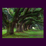 LOUISIANA LIVE OAK TREES