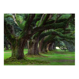LOUISIANA LIVE OAK TREES print