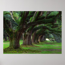 LOUISIANA LIVE OAK TREES POSTERS