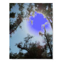 Louisiana Pearl River Wetland Swamp posters