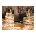 Louisiana Pearl River Wetland Swamp posters