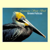 Louisiana State Bird - Brown Pelican postcards