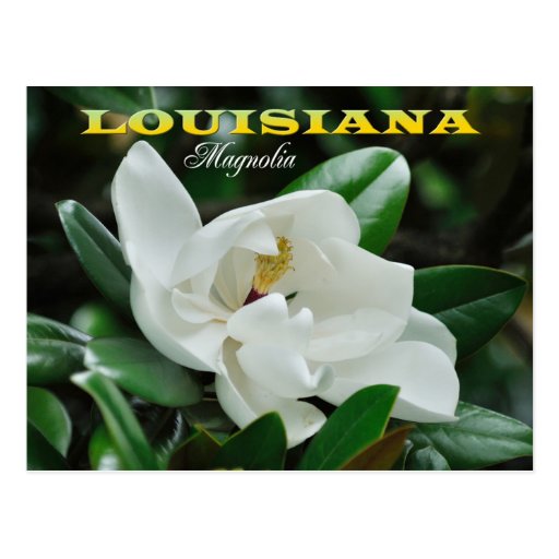 louisiana-state-flower-magnolia-postcard-zazzle