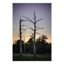 Louisiana Swamp Sunset Photographic Print