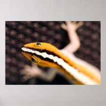 lounging after midnight print