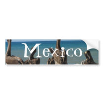 Lounging Beach Pelicans; Mexico Souvenir Bumper Sticker