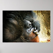 Lounging Gorilla Poster