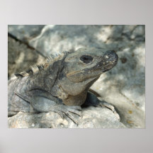 Lounging Iguana Posters