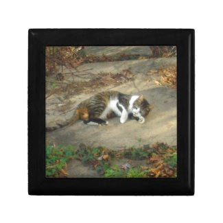 Lounging Lazy Cat Stuff Trinket Box