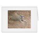 Lounging Meerkat Card by aestheticchaos Lounging Meerkat Card