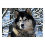 Loup's First Snowfall 2012 Cards