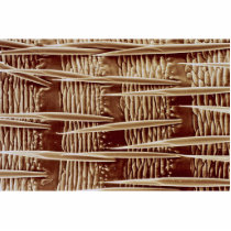 Louse - back cut outs