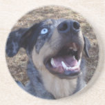 Lousiana Catahoula Leopard Dog Beverage Coasters