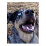 Lousiana Catahoula Leopard Dog Post Card