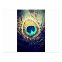 Love2Snap Peacock Feather Post Card
