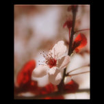 Love 8x10 Photo photography