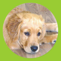 Love and devotion puppy sticker stickers