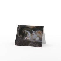 Love and kitten kisses cards