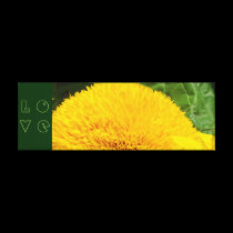 LOVE Canvas Art Prints Yellow Sunflowers Floral canvas prints