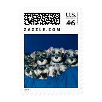 Love Cute Puppies 1 postage by mickeyelvis128 Love Cute Puppies 1 postage
