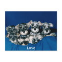 Love Cute Puppies 1 postcards by mickeyelvis128 Love Cute Puppies 1 postcards