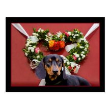 Love Dachsund postcard