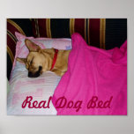 Love Dogs Poster