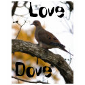 Love Dove t-shirts by Priscilla48 Love Dove t-shirts