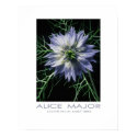 Love-in-a-Mist 380 posters by Alice_Major Love-in-a-Mist 380 posters
