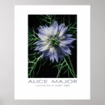 Love-in-a-Mist  380 Posters