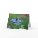 Love in a Mist cards