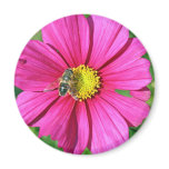 love in a mist flower magnet magnets