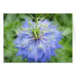Love In A Mist - Nigella Damascena Greeting Cards
