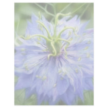 Love In A Mist - Nigella Damascena Customized Letterhead